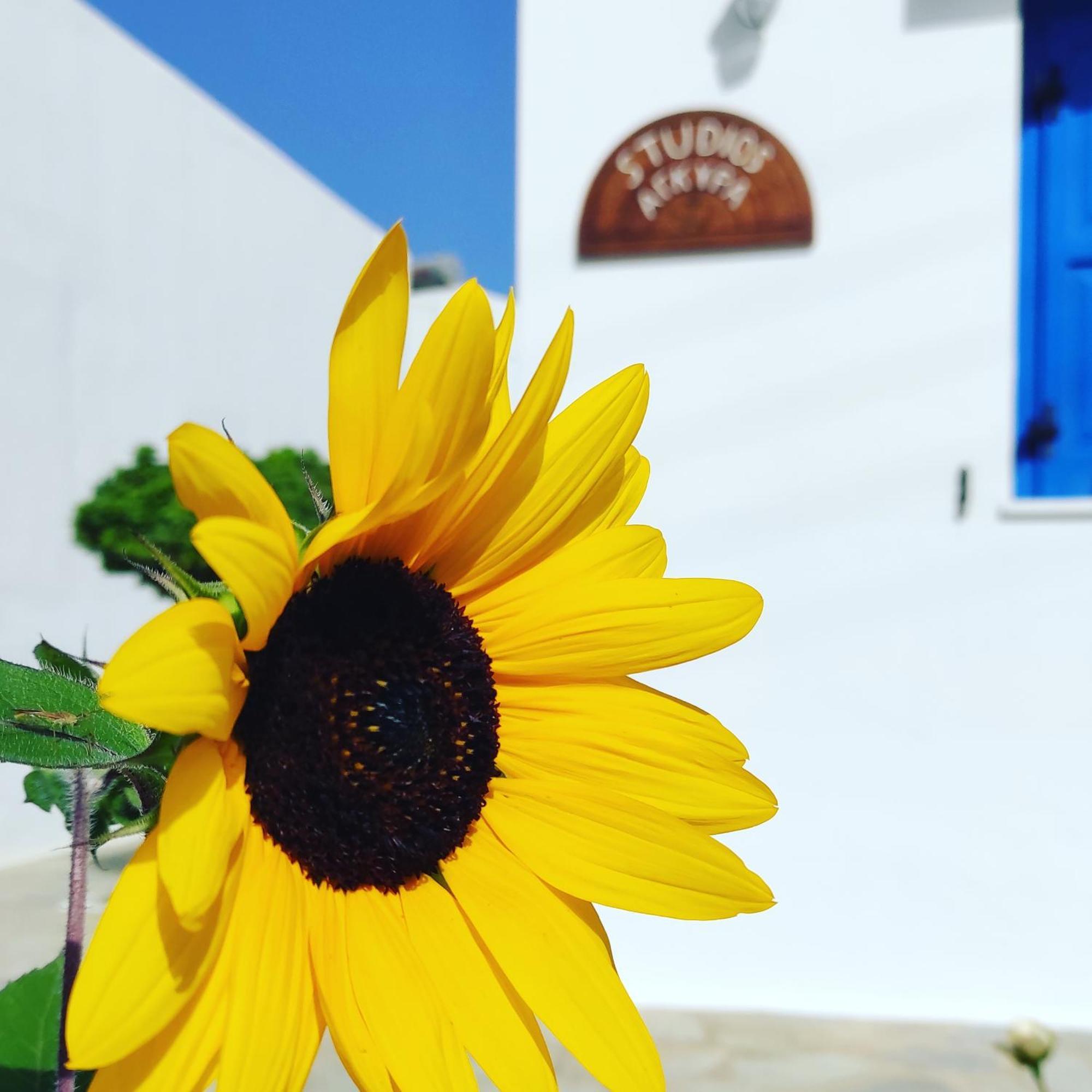Studios Αγκυρα Livadi  Buitenkant foto